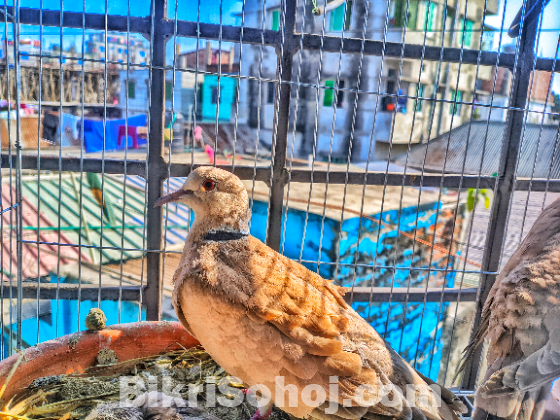 ইন্ডিয়ান ঘুঘু পাখি বিক্রি করা হবে।